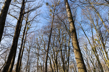 Fototapeta premium Bare trees in early spring in sunny clear weather
