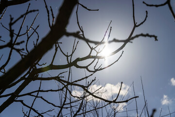 catalpa bignoniform tree in sunny weather in early spring