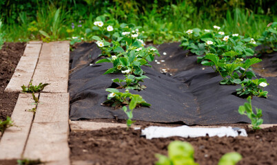 Gardening on small yard, bio home vegetable growing