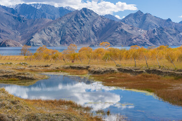 the grasslands withered in autumn, the mountains behind, the blue sky at Ladakh, India