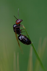 Naklejka premium Gyne Flying ant (Camponotus lateralis) on a plant stem