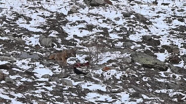 Italian wolf defends its prey from a crow (Canis lupus italicus)