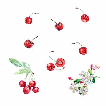 Watercolor illustration of a cherry isolated on a white background. Berries and cherry blossoms. Food packaging, cosmetic products, greeting card.