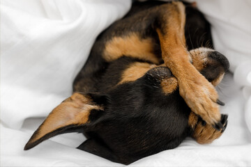 Pamper dog in bed. Prague Ratter (Prazsky krysarik) sleeps in a white bed.