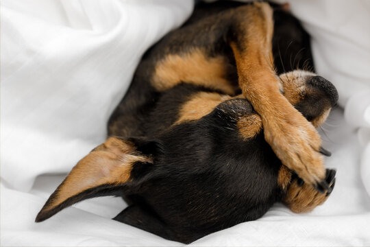 Pamper dog in bed. Prague Ratter (Prazsky krysarik) sleeps in a white bed.