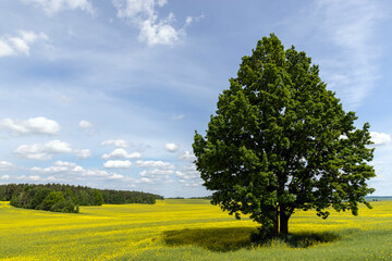 yellow rapeseed flowers during spring flowering