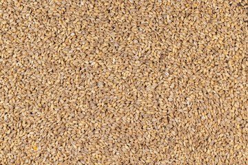 Cheap tasteless barley porridge close-up
