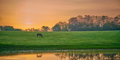 Horse grazing near a pond with reflexion.