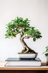 "From Desk to Serenity: Exploring Bonsai for Beginners in Bright, Colorful Student Apartment