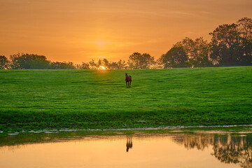 Obraz na płótnie Canvas Horse looking at camera near a pond with reflexion.