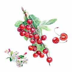 Cherry branch, cherry flowers, cherry berries. Watercolor illustration of a cherry isolated on a white background. Labels, packaging, menus, covers.