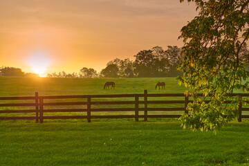 Two horse grazing in a field with rising morning sun. - obrazy, fototapety, plakaty