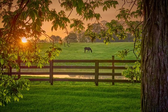 View of a horse grazing in a field through tree branches.