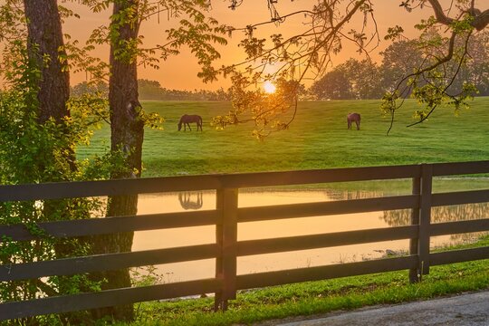 View of a horses grazing in a field through tree branches.