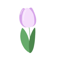 Tulip