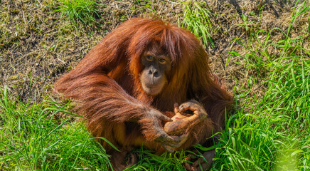 Young Orangutan showing us it's cut/hurt foot. 