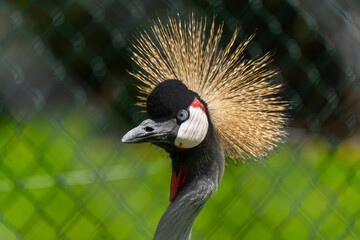 Fototapeta premium Crane bird with cool looking hair.
