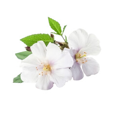 Fototapeta premium verbina flowers isolated on white