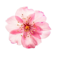 Fototapeta na wymiar pink sakura flower isolated on white