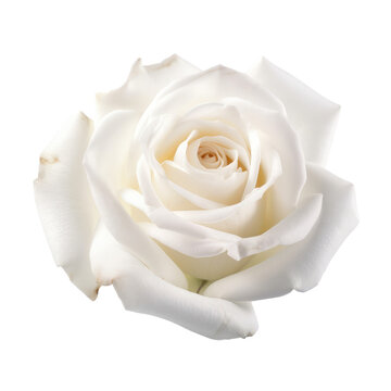 white rose isolated on white