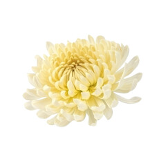 chrysanthemum flower isolated on white