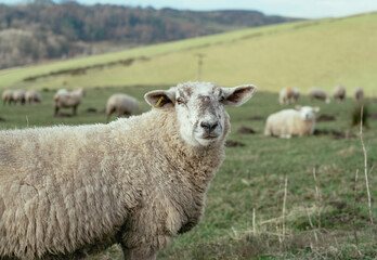 Sheep in the countryside looking at the camera. With more sheep in the background.