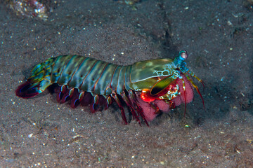 Peacock mantis shrimp - Odontodactylus scyllarus with eggs. Underwater macro life of Tulamben,...