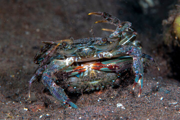 Crabs mating. Underwater macro life of Tulamben, Bali, indonesia.