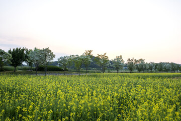 Panoramic view of park near residential neighborhoods. Beautiful green field,tree and wild flower on the early spring morning.