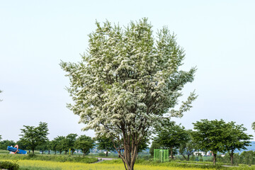 Fototapeta premium the beautiful frige flower tree,Chionanthus.