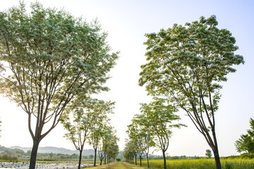 the beautiful frige flower tree,Chionanthus.
