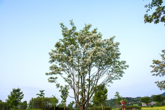 the beautiful frige flower tree,Chionanthus.