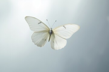 Fototapeta na wymiar Wings of Elegance: Majestic Butterfly Soaring through the Air