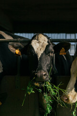 Fototapeta premium farmers