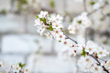 Flowering or blossoming growing cherry tree branches with blue sky on background