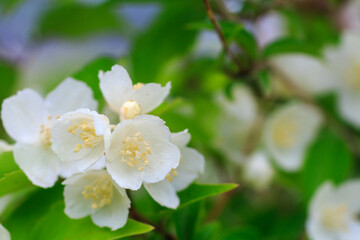 Obraz premium Mock oranges. Latin Philadélphus. Gartenjasmin.Philadelphus
