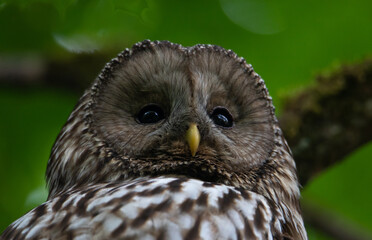 A close-up of a Ural owl's profile