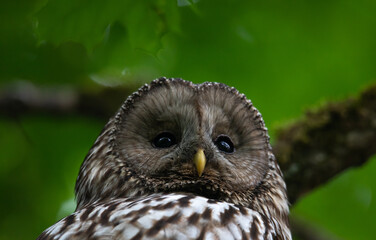 A close-up of a Ural owl profile