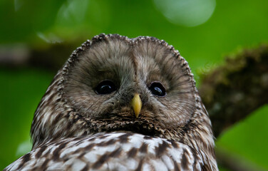 A close-up of a Ural owl's profile