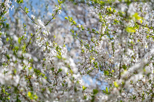 Flowering or blossoming growing cherry tree branches with blue sky on background