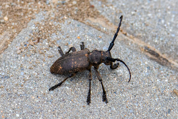 a close-up with a Lamia textor beetle