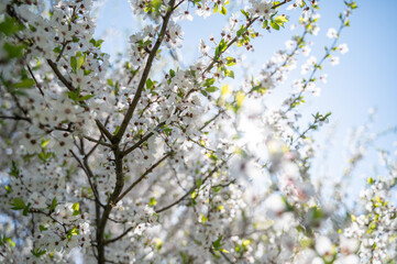Flowering or blossoming growing cherry tree branches with blue sky on background