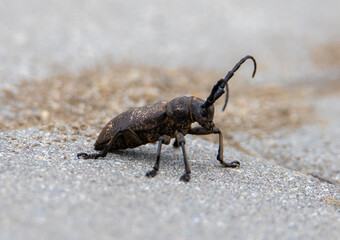 A close-up of a weaver beetle (Lamia textor)