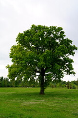 Fototapeta na wymiar Oak tree or Quercus (Italian tree)