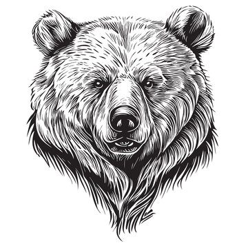 Bear face sketch hand drawn in doodle style illustration