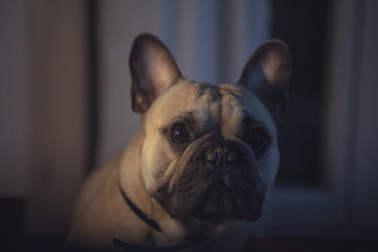 chien bouledogue fran&ccedil;ais french bulldog animal dog frenchi frenchie 