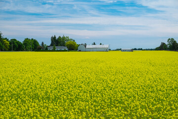 Blooming bright yellow canola rapeseed oil field with white farm barn and blue sky, shot on sunny summer day. Agriculture and farming concept. Ontario, Canada. Selective focus.