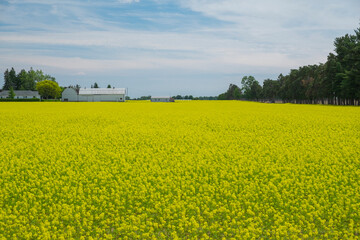 Blooming bright yellow canola rapeseed oil field with white farm barn and blue sky, shot on sunny...