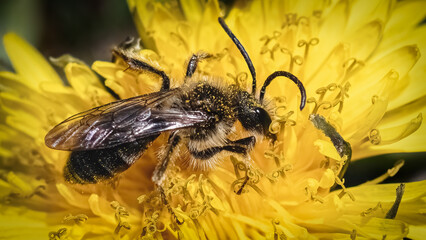 Close up of a tiny Andrena Mining Bee with long antennae, pollinating and feeding on an early spring yellow dandelion flower. Long Island, New York, USA.