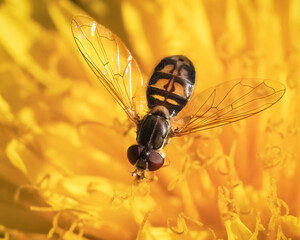 Close up of a Hover Fly (Syrphidae) feeding and pollinating a vibrant yellow dandelion flower with wings extended. Long Island, New York, USA
